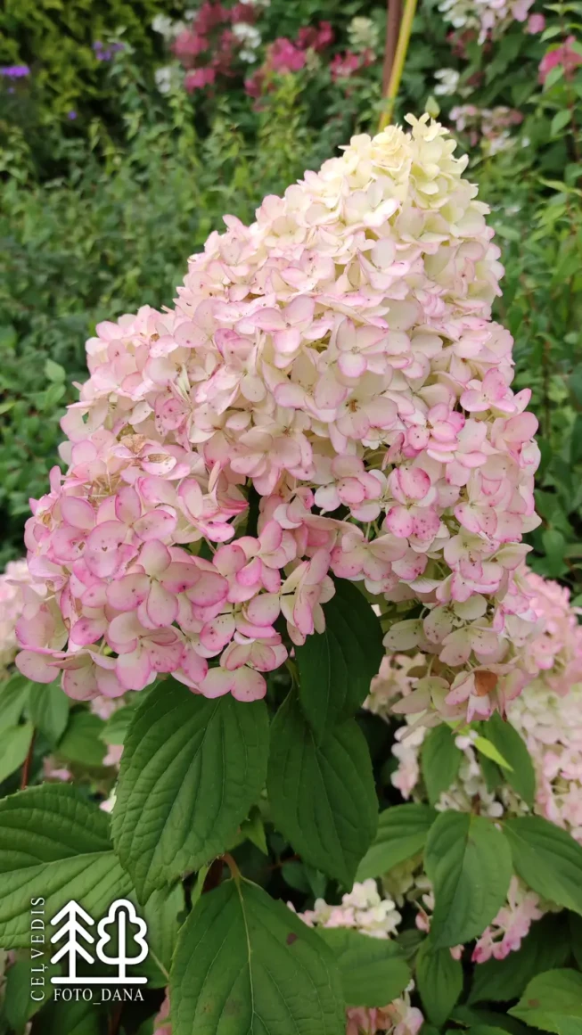 Hydrangea paniculata   'Diamantino' = 'Ren 101'